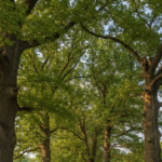 Lewis center ohio champion trees