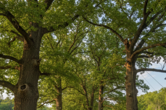 Lewis center ohio champion trees